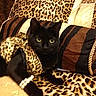 black_cat, leopard_print, cat, pet, animal, cushion, blanket, jewelry, bracelet, domestic_cat, feline, resting, indoor, pattern, fabric, soft, cozy, cute, fashion, portrait