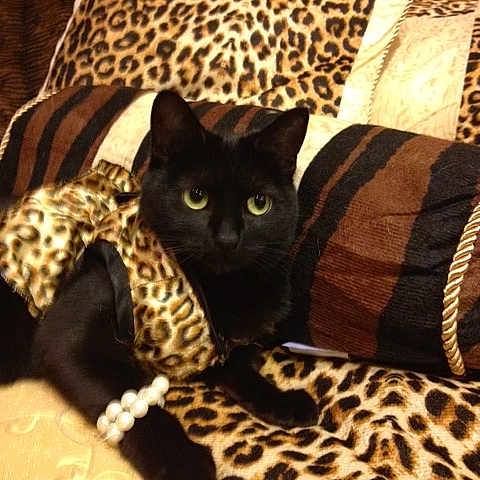 Betty is registered to the contest to win money with this photo: black_cat, leopard_print, cat, pet, animal, cushion, blanket, jewelry, bracelet, domestic_cat, feline, resting, indoor, pattern, fabric, soft, cozy, cute, fashion, portrait