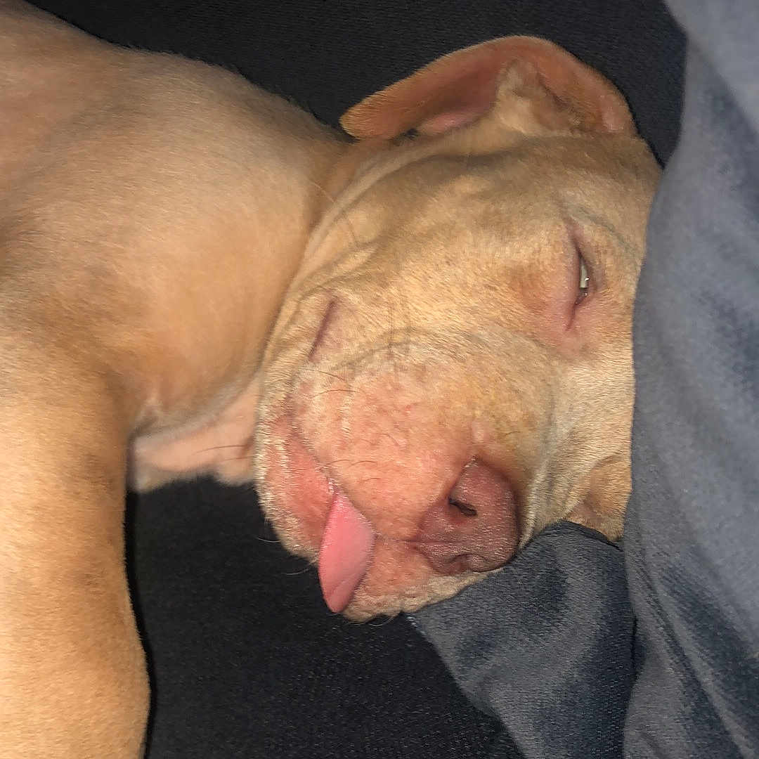 King is registered to the contest to win money with this photo: animal, canine, close_up, cozy, cute, dog, domestic_animal, ear, face, fur, indoors, napping, paw, pet, relaxed, resting, sleeping, snout, soft, tongue_out