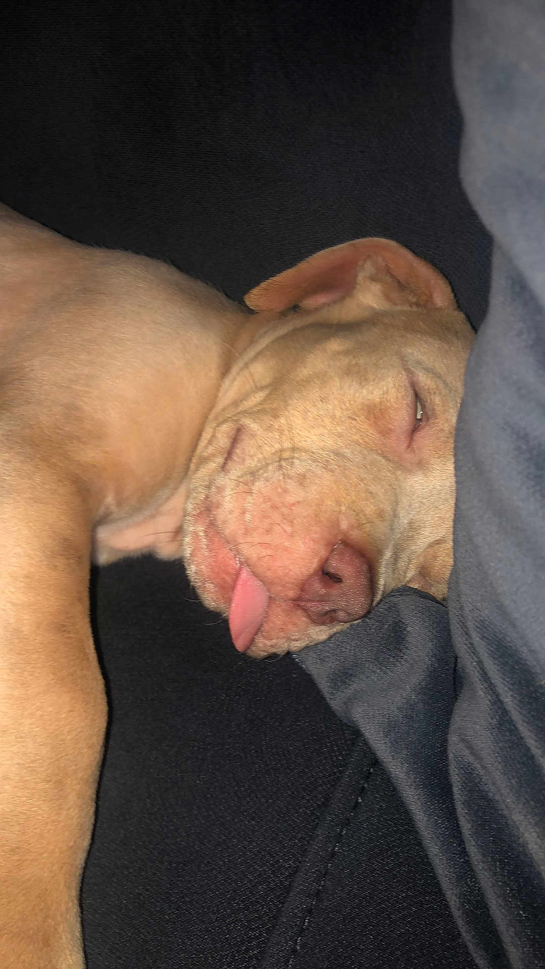 King is registered to the contest to win money with this photo: dog, sleeping, tongue_out, relaxed, pet, canine, close_up, napping, fur, cute, domestic_animal, animal, resting, indoors, cozy, face, ear, paw, snout, soft