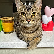 Delilah is registered to the contest to win money with this photo: cat, tabby, animal, pet, feline, face, whiskers, ears, paws, candle, glass, heart_shaped, decoration, countertop, indoor, household, orange, pink, white, red