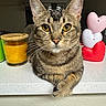cat, tabby, animal, pet, feline, face, whiskers, ears, paws, candle, glass, heart_shaped, decoration, countertop, indoor, household, orange, pink, white, red