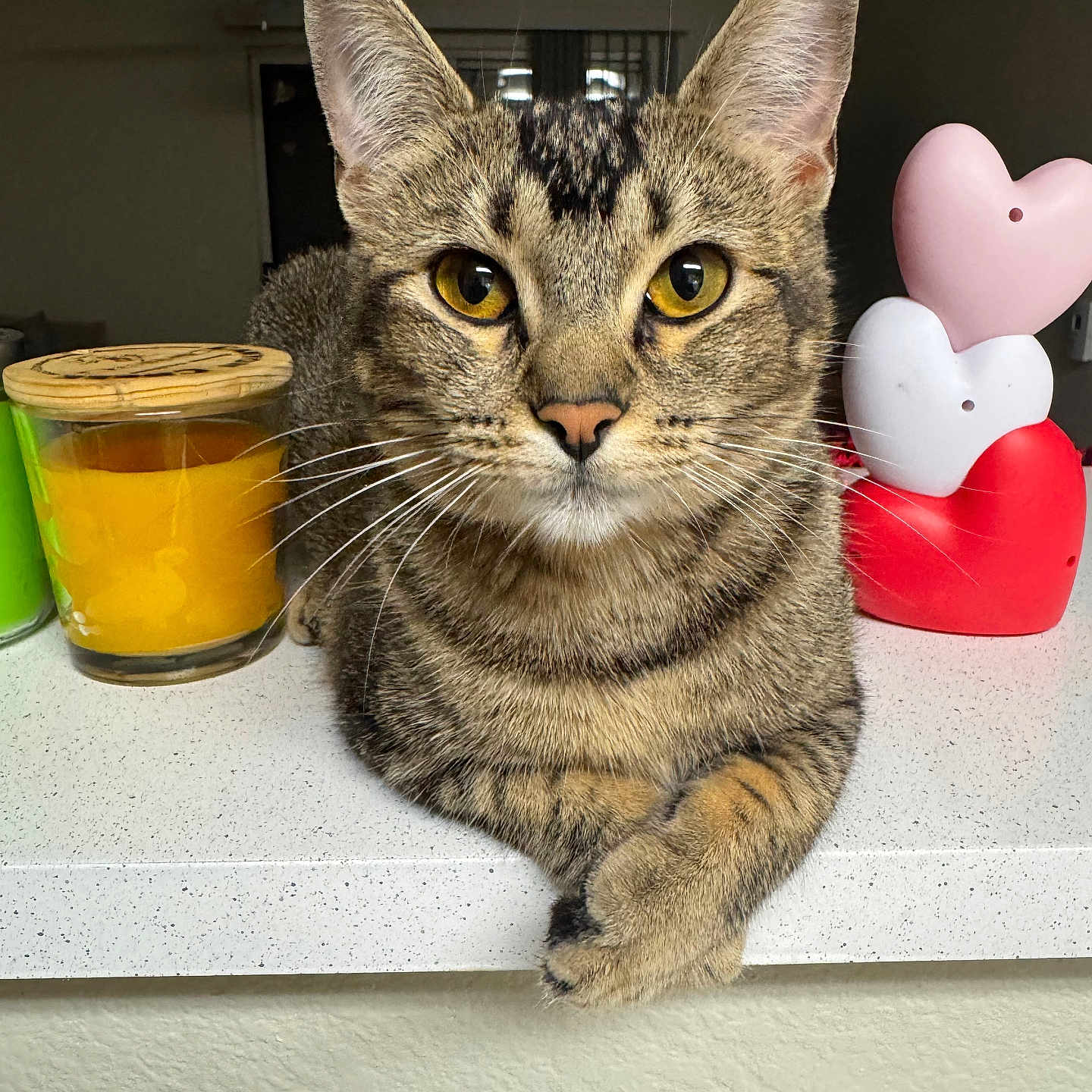 Delilah is registered to the contest to win money with this photo: cat, tabby, animal, pet, feline, face, whiskers, ears, paws, candle, glass, heart_shaped, decoration, countertop, indoor, household, orange, pink, white, red