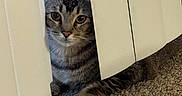 Delilah is registered to the contest to win money with this photo: animal, brown, carpet, cat, closeup, curious, ears, feline, floor, gray, home, indoor, peeking, pet, quiet, striped, tabby, vertical_blinds, whiskers, window