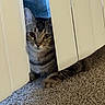 animal, brown, carpet, cat, closeup, curious, ears, feline, floor, gray, home, indoor, peeking, pet, quiet, striped, tabby, vertical_blinds, whiskers, window