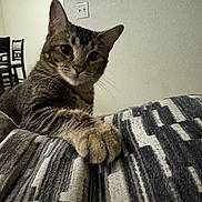 Delilah is registered to the contest to win money with this photo: animal, blanket, cat, chair, closeup, cozy, curious, cute, ears, fur, furniture, indoor, light_switch, paw, pet, resting, striped, tabby, wall, whiskers
