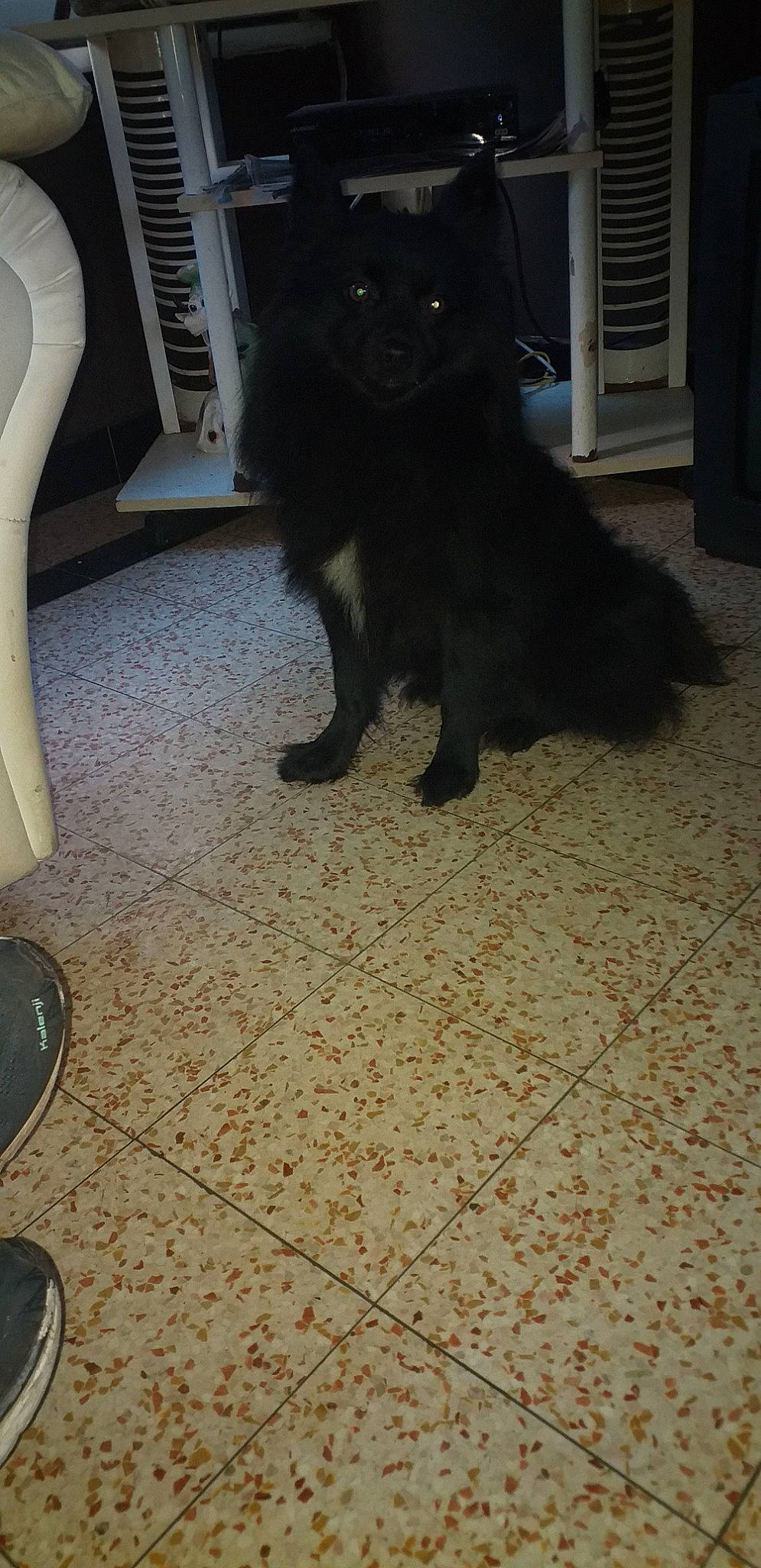 Oryx a rejoint le concours — aidez-le/la à gagner de superbes lots ! black, black_cat, canidae, carnivore, cat, dog, dog_breed, fawn, felidae, floor, flooring, fur, mammal, schipperke, small_to_medium_sized_cats, tail, tile, whiskers