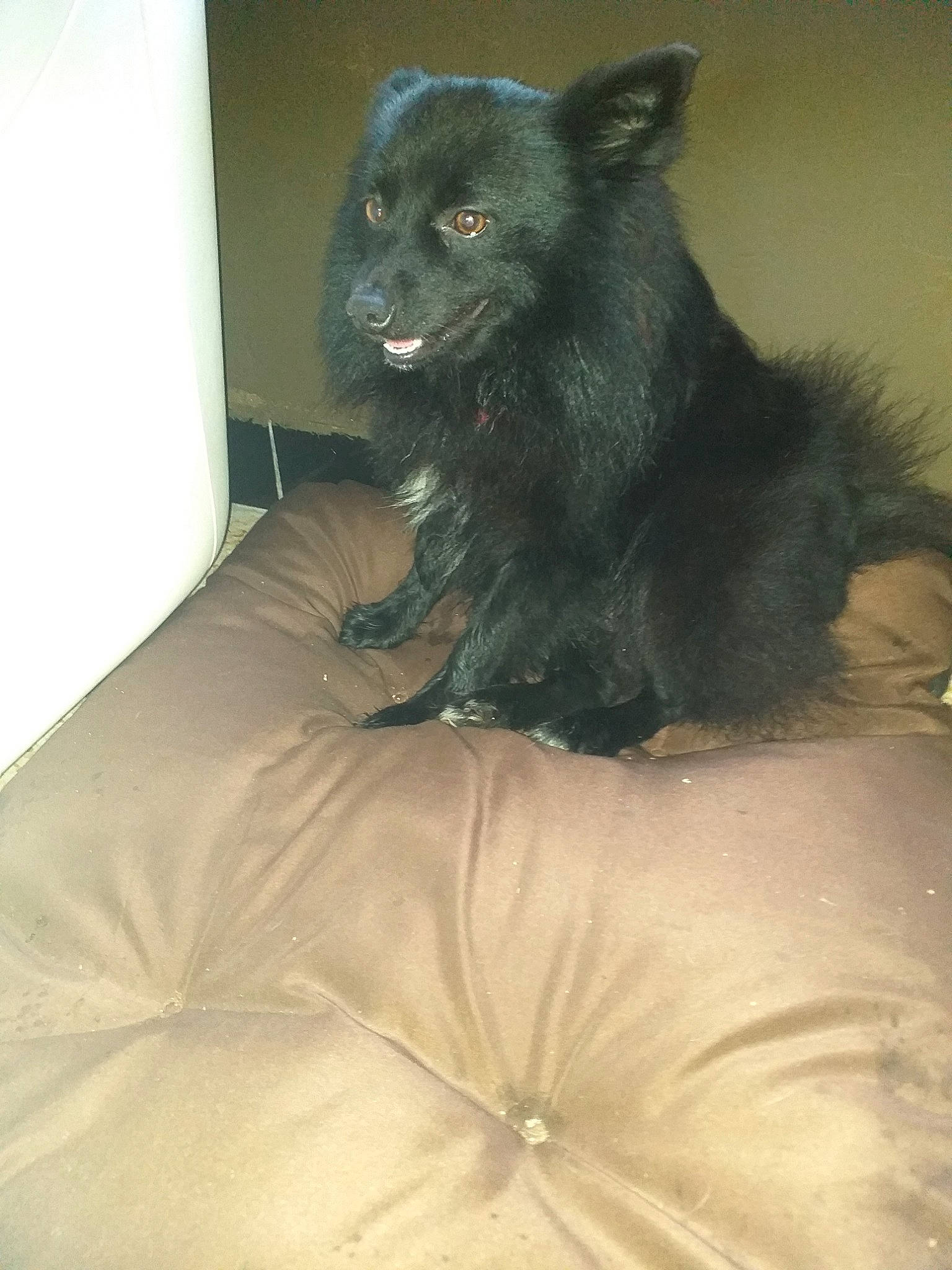 Oryx participe au concours pour gagner de l'argent avec cette photo : canidae, carnivore, companion_dog, dog, dog_breed, fur, german_spitz_mittel, keeshond, mammal, non_sporting_group, pomeranian, snout, vertebrate