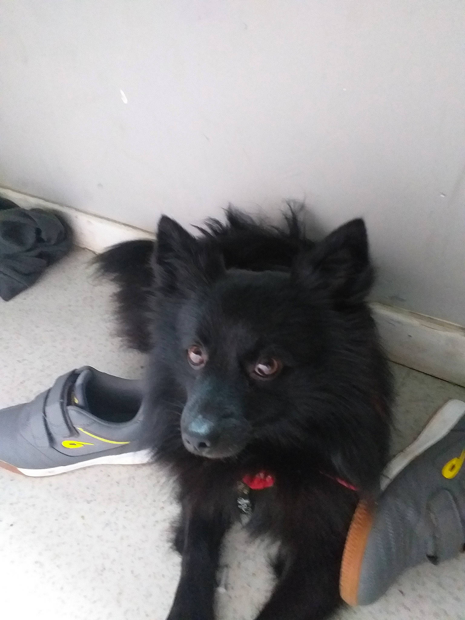 Oryx participe au concours pour gagner de l'argent avec cette photo : belgian_shepherd, canidae, carnivore, dog, dog_breed, german_spitz_mittel, groenendael, mammal, mudi, non_sporting_group, pomeranian, schipperke, spitz, swedish_lapphund, vertebrate