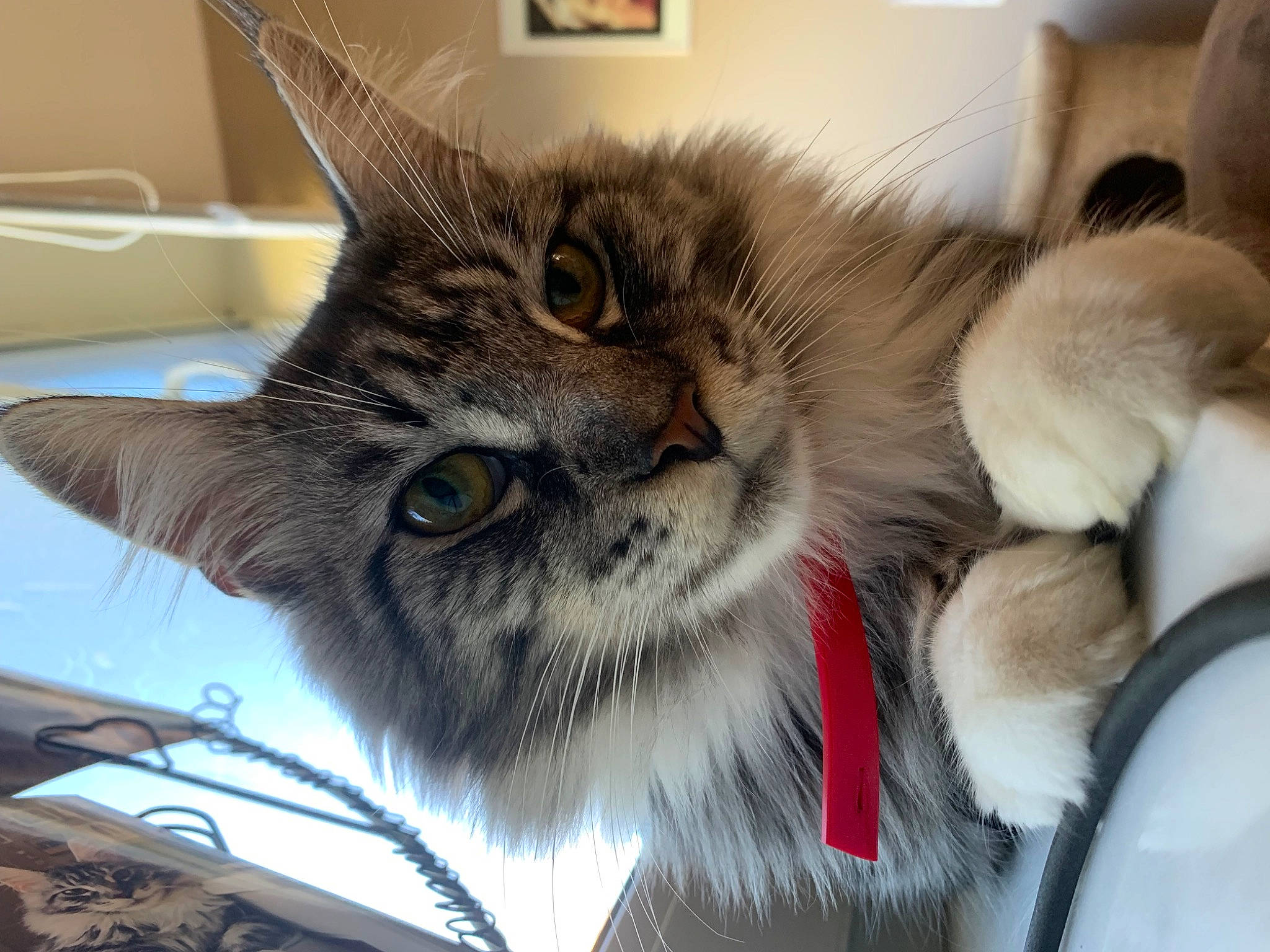 Tokyo participe au concours pour gagner de l'argent avec cette photo : box, carnivore, cat, claw, comfort, domestic_short_haired_cat, felidae, fur, paw, plant, small_to_medium_sized_cats, snout, whiskers