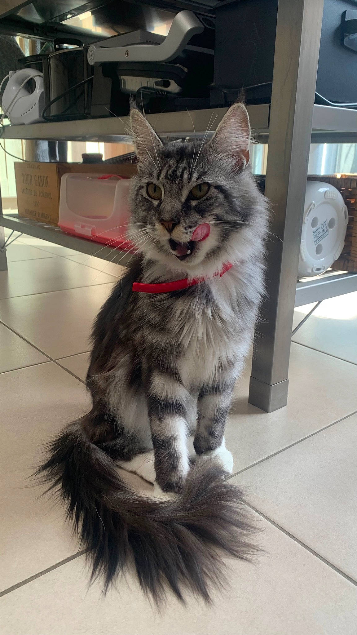 Tokyo participe au concours pour gagner de l'argent avec cette photo : automotive_tire, box, british_longhair, carnivore, cat, claw, domestic_short_haired_cat, felidae, flooring, fur, hardwood, maine_coon, paw, small_to_medium_sized_cats, snout, tail, terrestrial_animal, whiskers