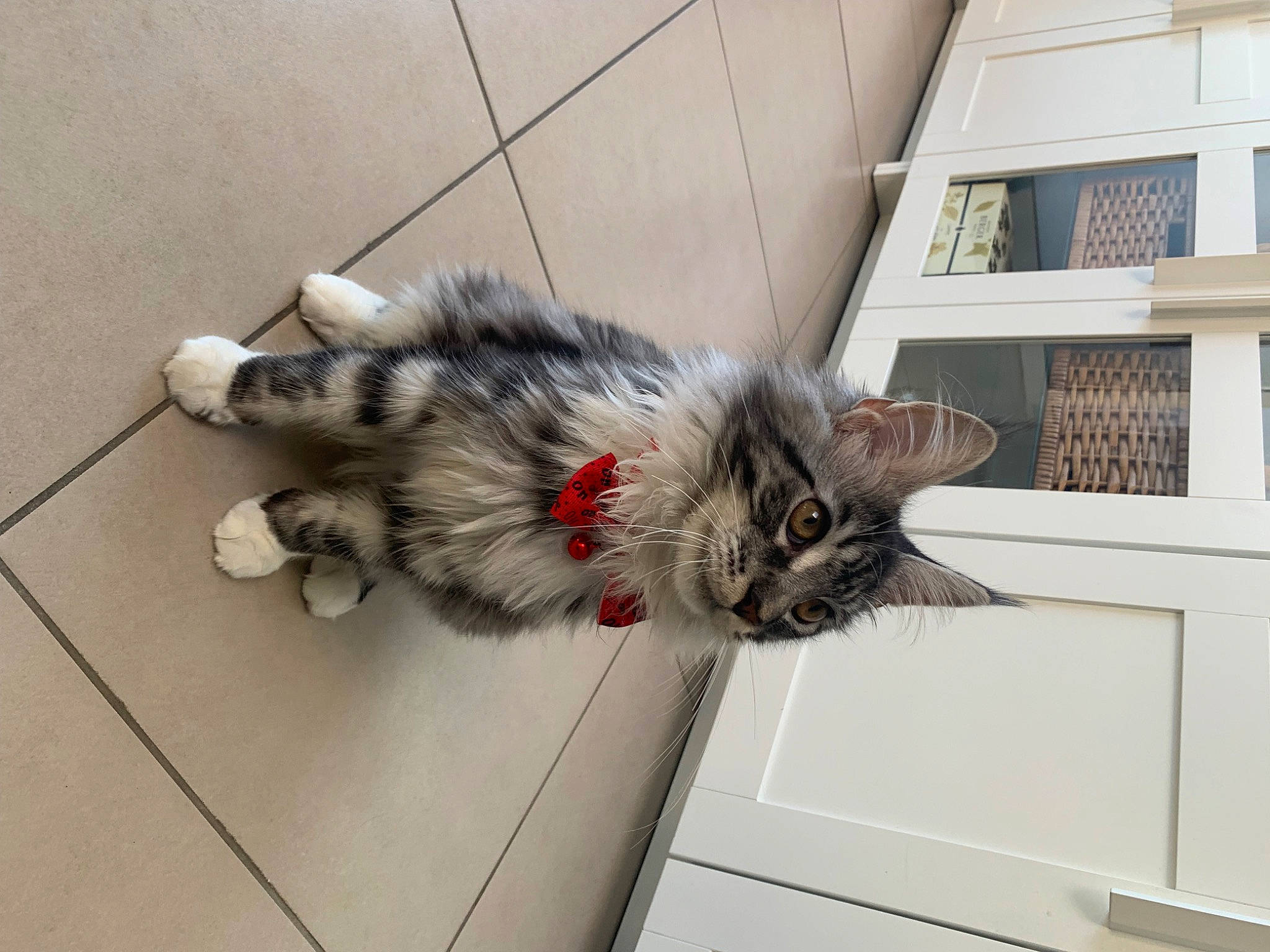 Tokyo participe au concours pour gagner de l'argent avec cette photo : carnivore, cat, claw, domestic_short_haired_cat, felidae, flooring, fur, house, paw, small_to_medium_sized_cats, tail, whiskers, window