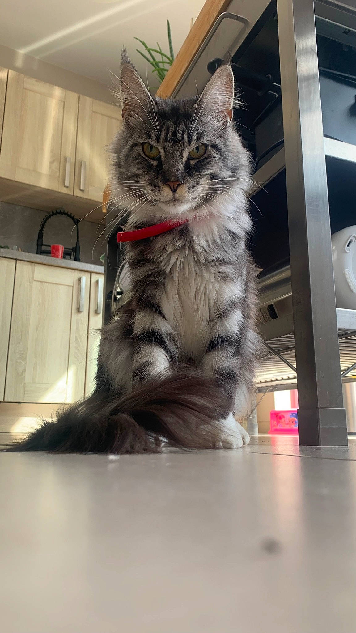 Tiger participe au concours pour gagner de l'argent avec cette photo : automotive_tire, box, cabinetry, carnivore, cat, claw, domestic_short_haired_cat, felidae, flooring, fur, maine_coon, metal, paw, small_to_medium_sized_cats, snout, tail, whiskers