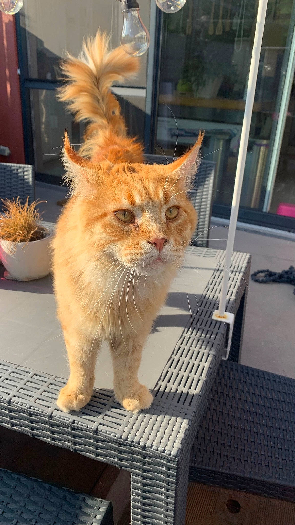 Tiger participe au concours pour gagner de l'argent avec cette photo : carnivore, cat, claw, domestic_short_haired_cat, fawn, felidae, flooring, flowerpot, fur, houseplant, plant, sitting, small_to_medium_sized_cats, snout, tail, terrestrial_animal, whiskers, window