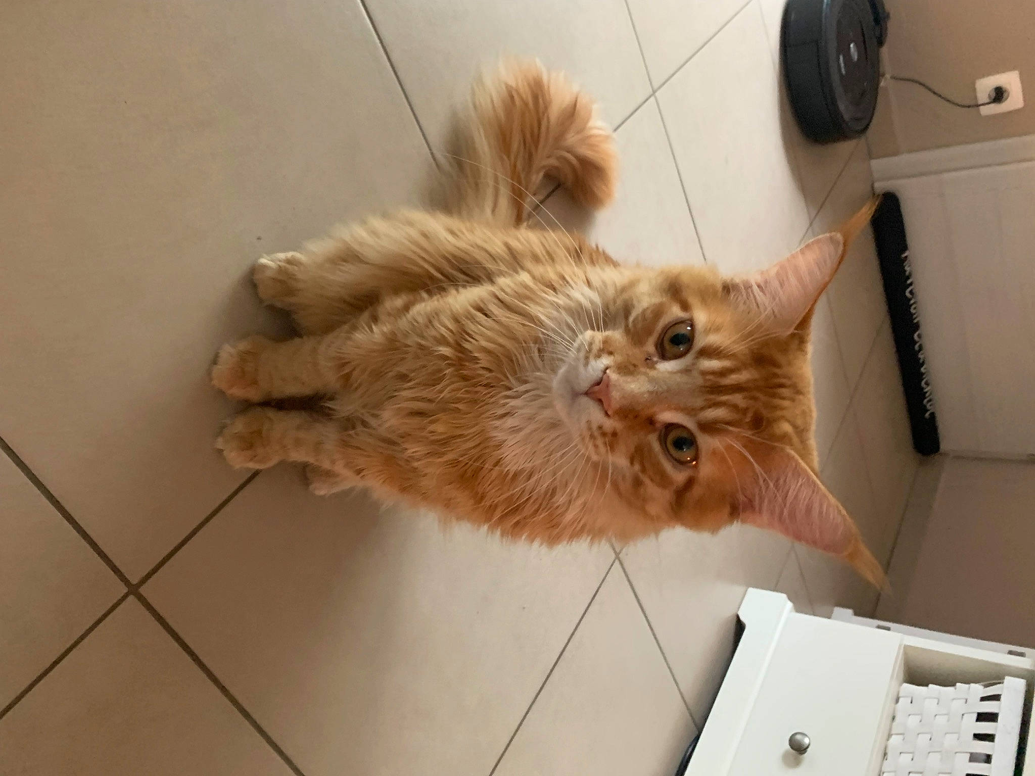 Tiger participe au concours pour gagner de l'argent avec cette photo : cabinetry, carnivore, cat, claw, dog_breed, domestic_short_haired_cat, fawn, felidae, floor, flooring, fur, hardwood, home_appliance, paw, small_to_medium_sized_cats, snout, tail, terrestrial_animal, whiskers, wood