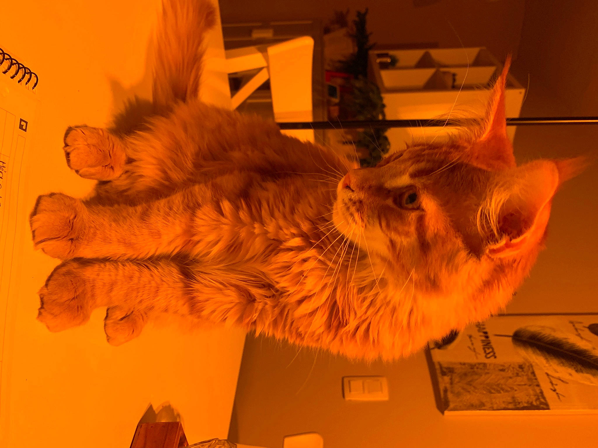 Tiger a rejoint le concours — aidez-le/la à gagner de superbes lots ! art, artifact, big_cats, carnivore, carving, cat, claw, display_case, domestic_short_haired_cat, felidae, fossil, fur, heat, metal, small_to_medium_sized_cats, tail, tourist_attraction, visual_arts, whiskers, wood