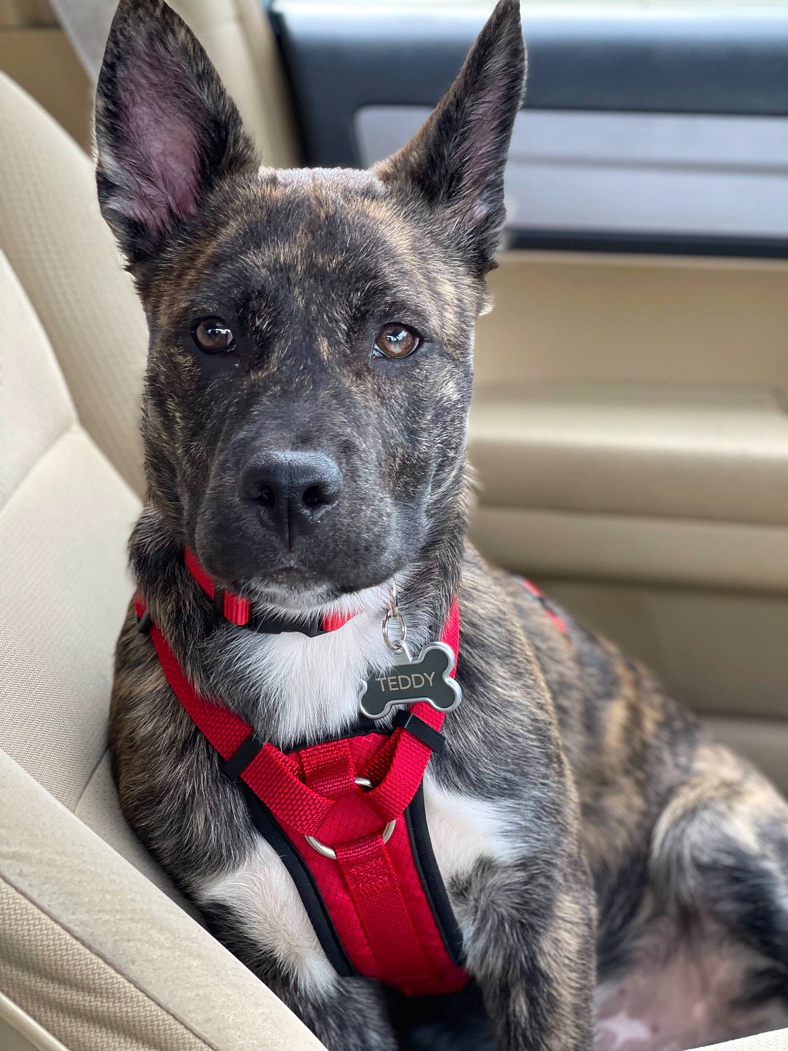 Teddy joined the competition — help win amazing prizes! bicycle, canidae, carmine, carnivore, collar, companion_dog, dog, dog_breed, dog_collar, fur, grey, non_sporting_group, snout, sporting_group, whiskers, working_animal, working_dog