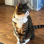 Clawdia Twinkleman joined the competition — help win amazing prizes! cat, tabby_cat, white_paws, white_chest, sitting, wooden_floor, indoor, pet, animal, feline, green_eyes, striped_fur, whiskers, ears, tail, storage_bins, door, curious, domestic, house