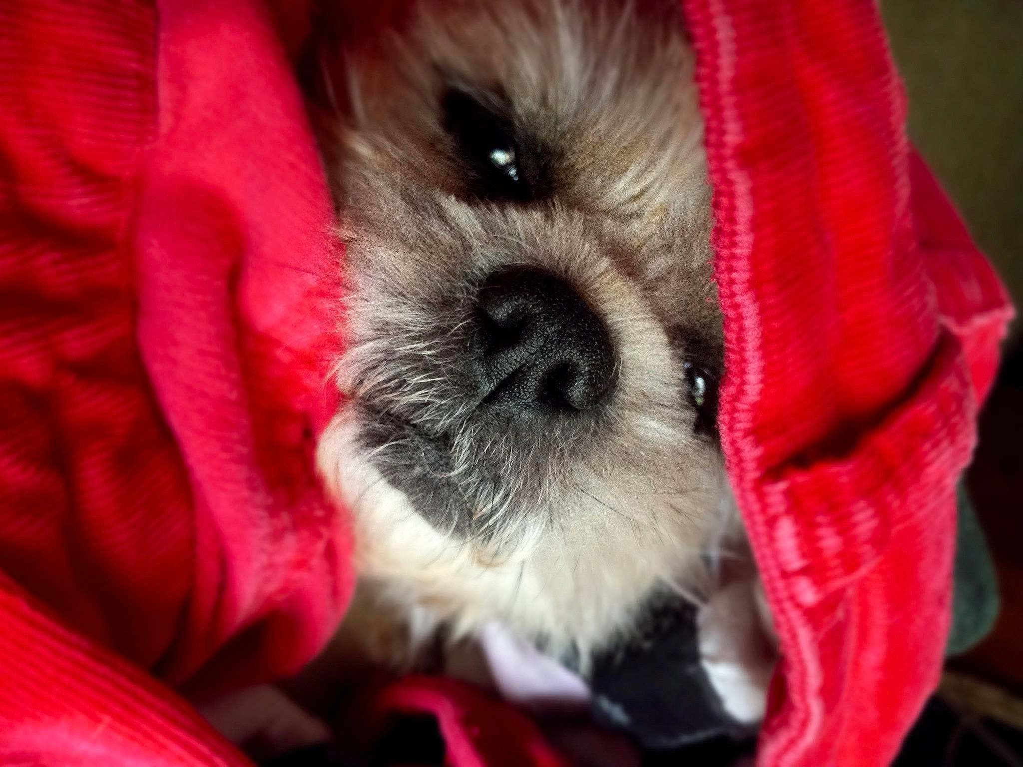 Pixie is registered to the contest to win money with this photo: canidae, carmine, carnivore, comfort, companion_dog, dog, dog_breed, dog_clothes, dog_supply, fawn, fur, pet_supply, petal, red, small_terrier, snout, sporting_group, terrier, toy_dog, working_animal