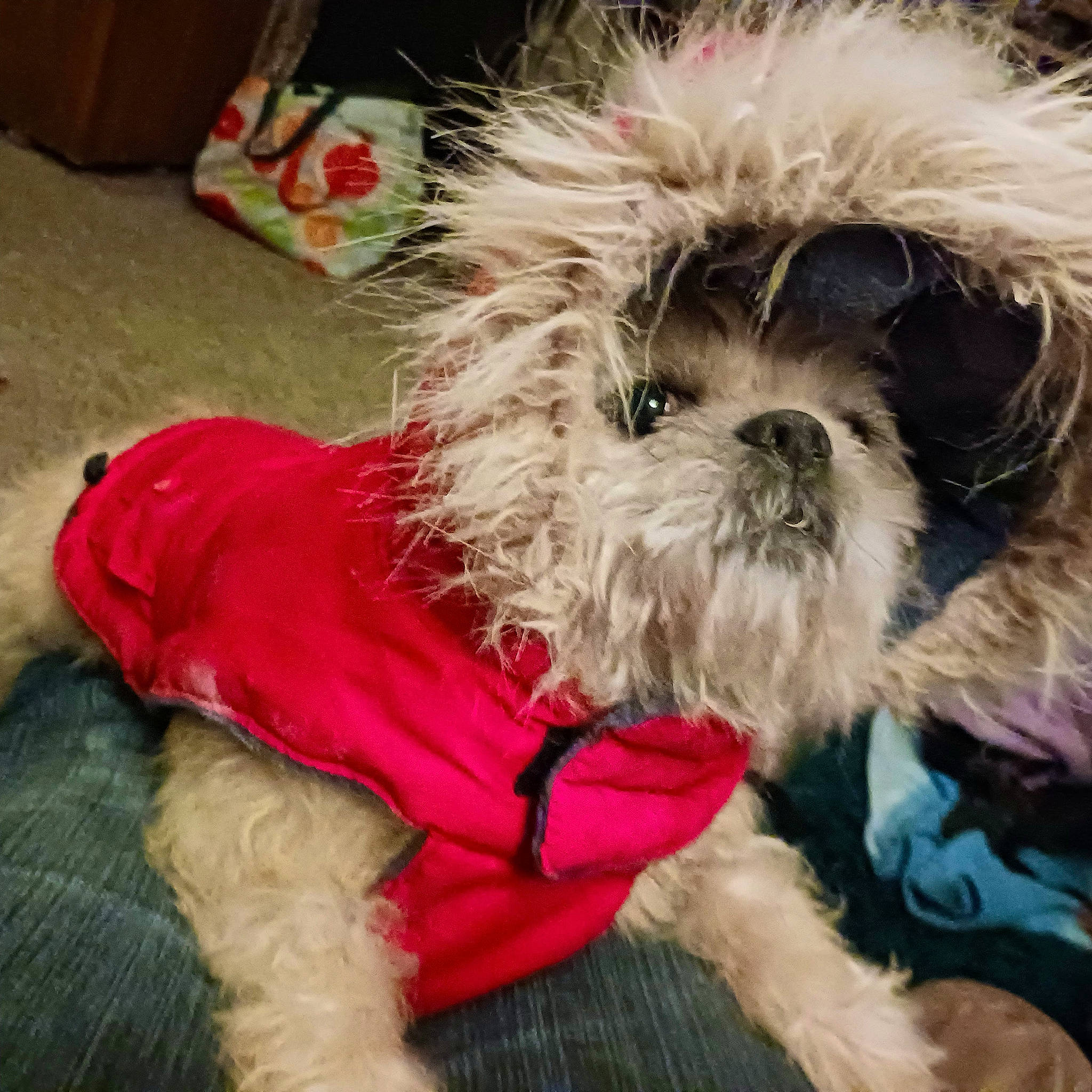 Pixie is registered to the contest to win money with this photo: canidae, carnivore, cockapoo, companion_dog, dog, dog_bed, dog_breed, dog_clothes, dog_collar, dog_supply, fur, liver, poodle_crossbreed, puppy_love, shih_poo, small_terrier, snout, terrier, toy_dog, working_animal