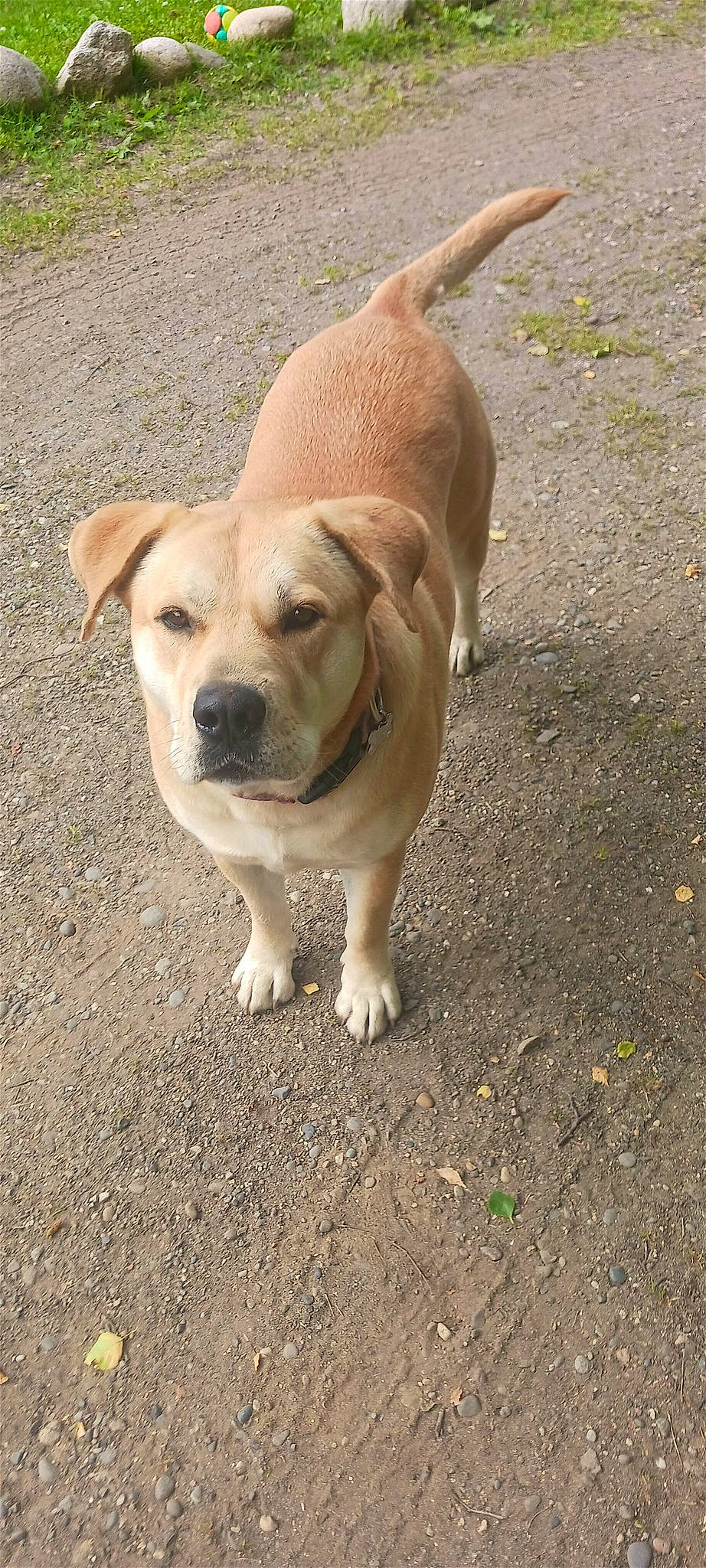 Bella Donna joined the competition — help win amazing prizes! asphalt, canidae, carnivore, collar, companion_dog, dog, dog_breed, dog_collar, fawn, grass, non_sporting_group, paw, road_surface, snout, soil, sporting_group, tail, working_animal, working_dog