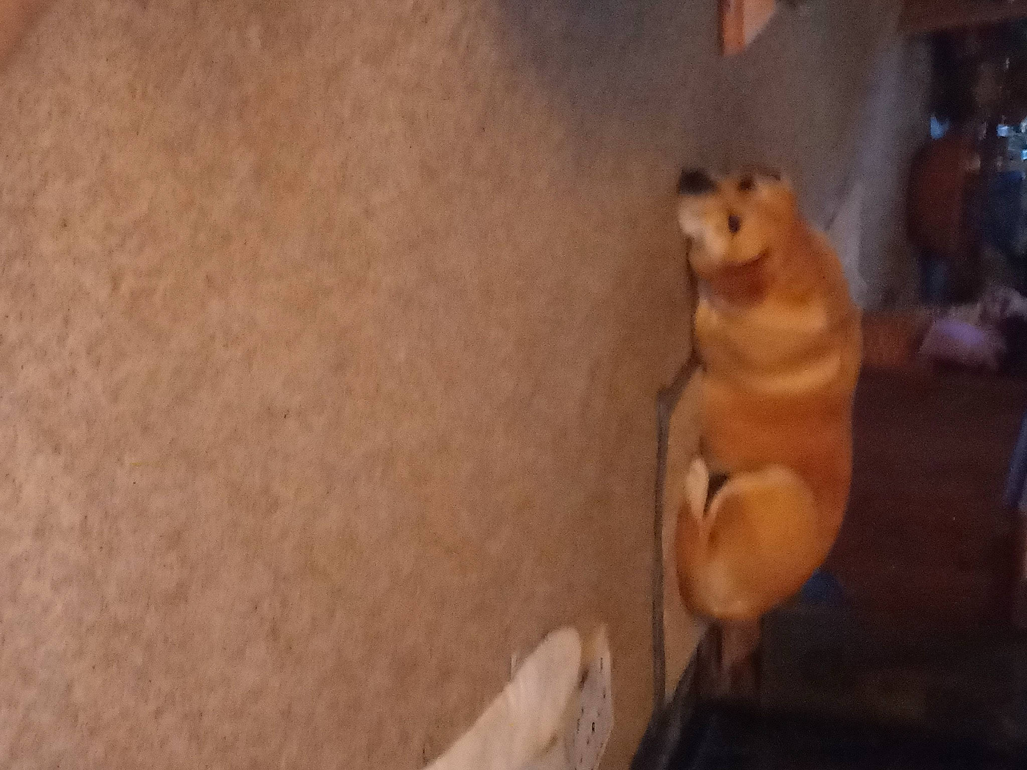 Bella Donna is registered to the contest to win money with this photo: abdomen, carnivore, chest, companion_dog, dog_breed, elbow, fawn, felidae, flooring, foot, fur, human_leg, snout, sporting_group, tail, terrestrial_animal, thigh, thumb, toy, wood