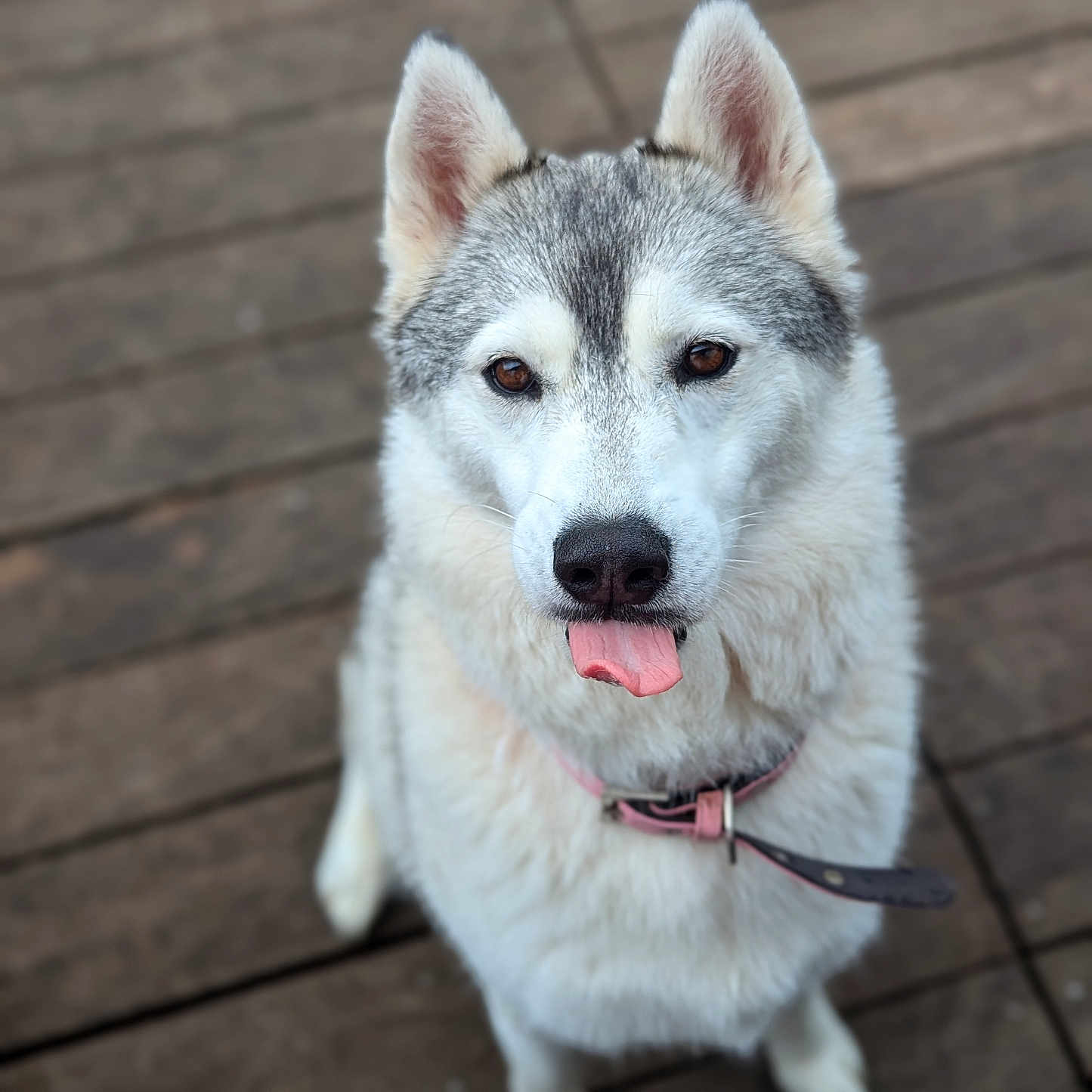 Riley participe au concours pour gagner de l'argent avec cette photo : accessories, animal, boardwalk, bodypart, bridge, canine, dog, eskimodog, flagstone, husky, leash, mouth, path, person, pet, puppy, strap, tongue, walkway, whitedog