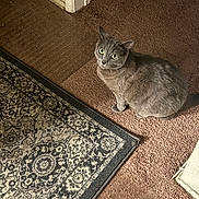 Noonie joined the competition — help win amazing prizes! animal, carpet, cat, closeup, cozy, curious, domestic, ears, eyes, feline, floor, fur, gray_cat, home, indoor, looking_up, pet, rug, sitting, whiskers