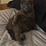 Noonie is registered to the contest to win money with this photo: animal, bed, blanket, cat, comfort, cozy, cute, domestic_animal, feline, fur, gray_cat, green_eyes, household, indoor, looking, paw, pet, relaxed, resting, sitting