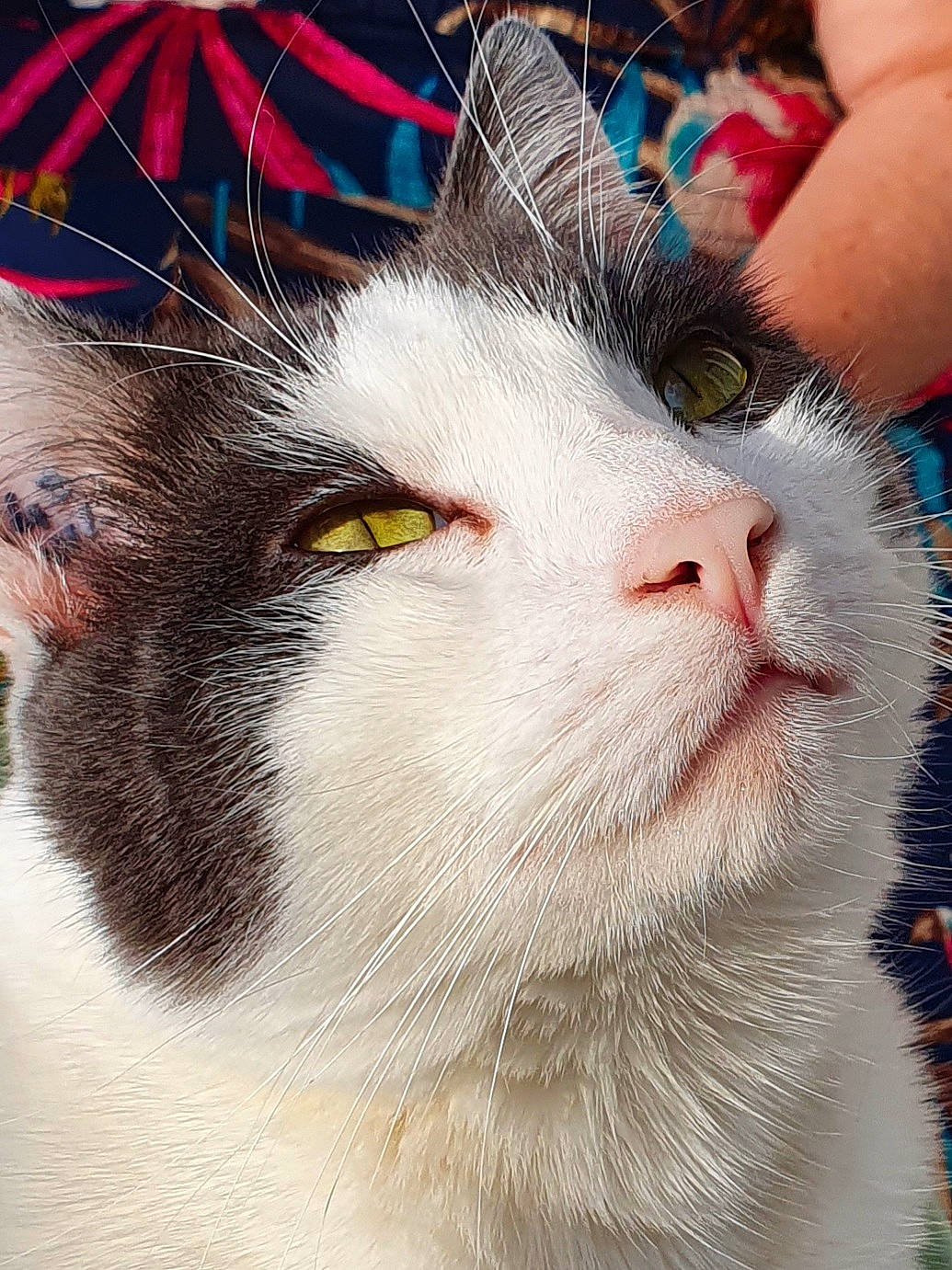 Floyd a rejoint le concours — aidez-le/la à gagner de superbes lots ! art, carnivore, cat, close_up, domestic_short_haired_cat, door, felidae, fur, paw, small_to_medium_sized_cats, snout, tail, visual_arts, whiskers, window