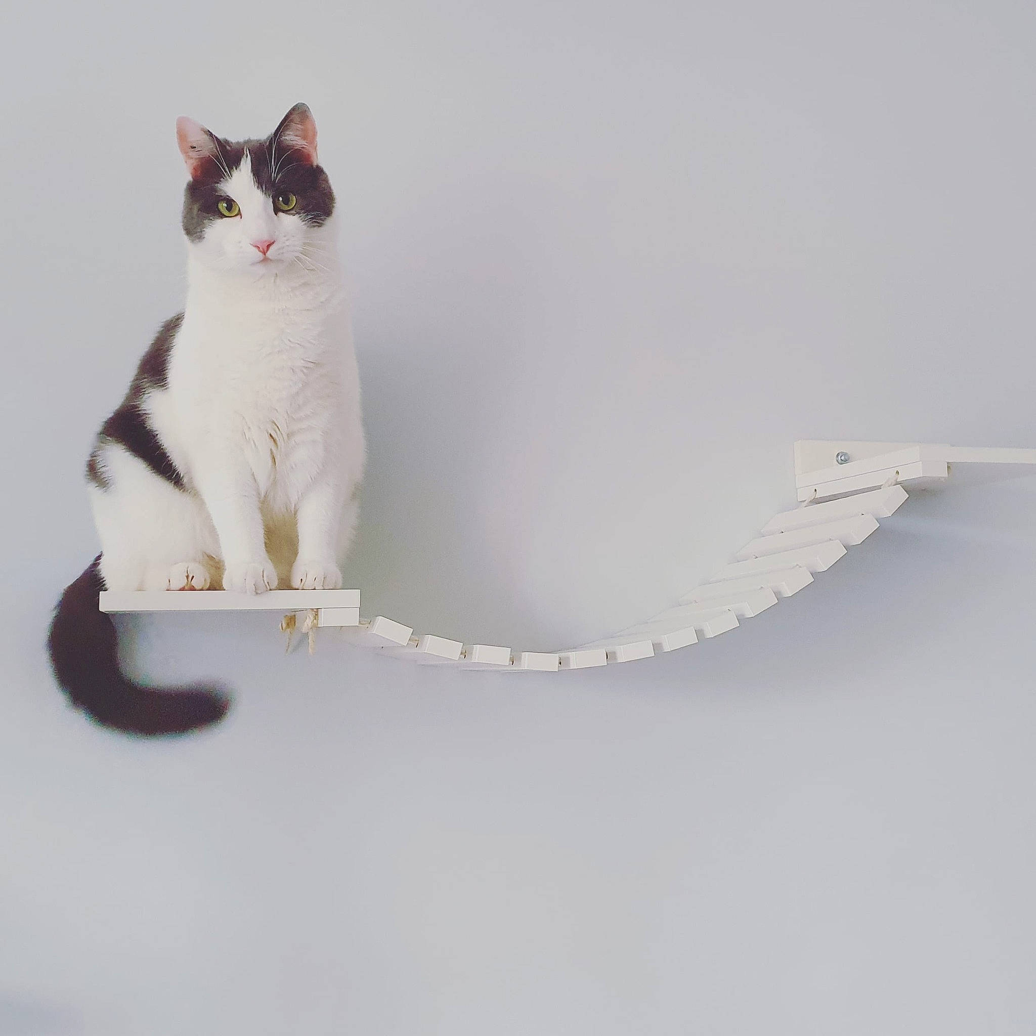 Floyd a rejoint le concours — aidez-le/la à gagner de superbes lots ! art, carnivore, cat, domestic_short_haired_cat, felidae, fur, metal, paw, pet_supply, rim, serveware, sitting, small_to_medium_sized_cats, snout, stairs, tail, twig, whiskers, wood