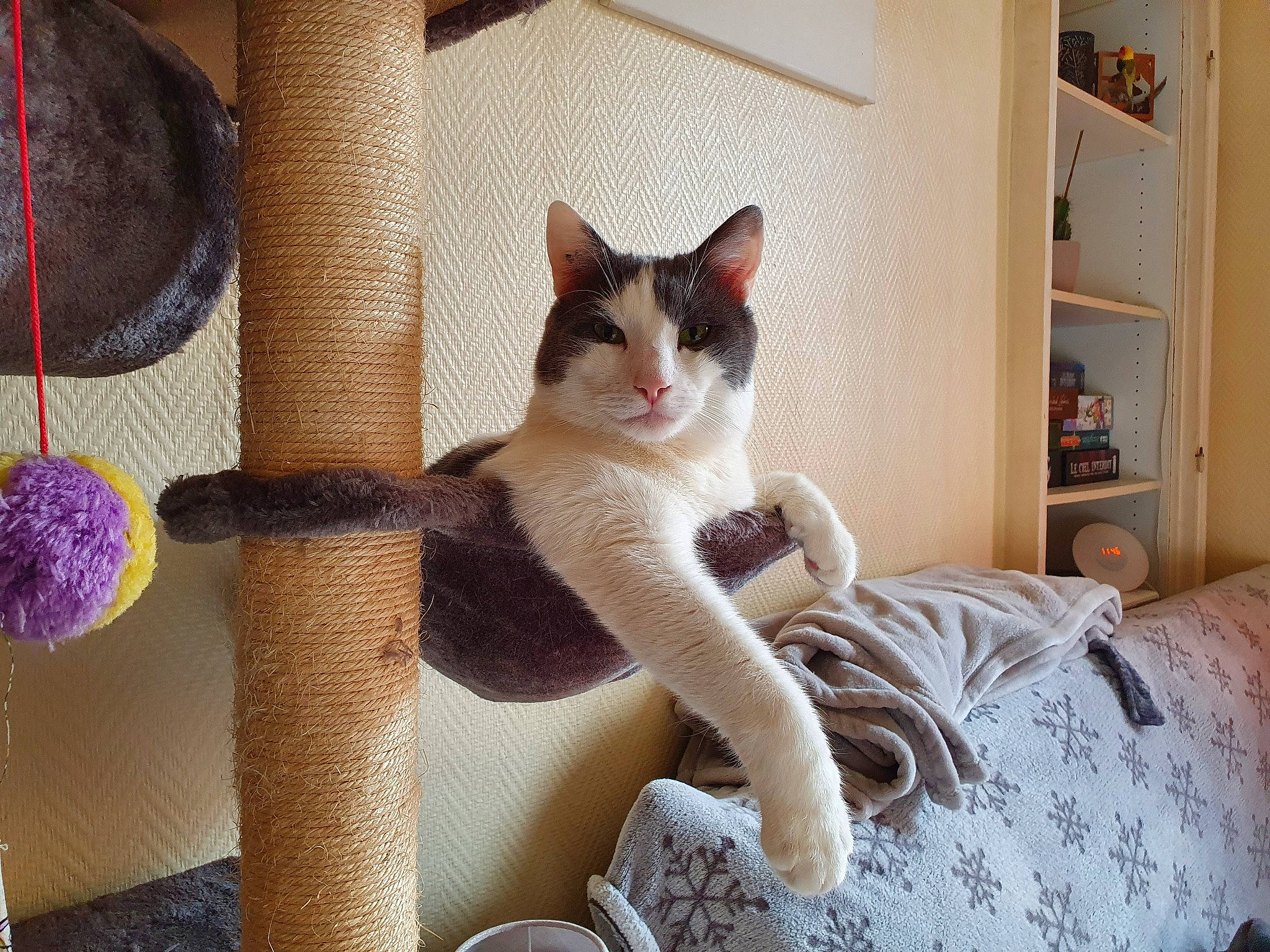 Floyd participe au concours pour gagner de l'argent avec cette photo : art, carnivore, cat, comfort, domestic_short_haired_cat, fawn, felidae, flooring, fur, grey, human_leg, linens, plant, shelf, small_to_medium_sized_cats, tail, tree, whiskers, window, wood