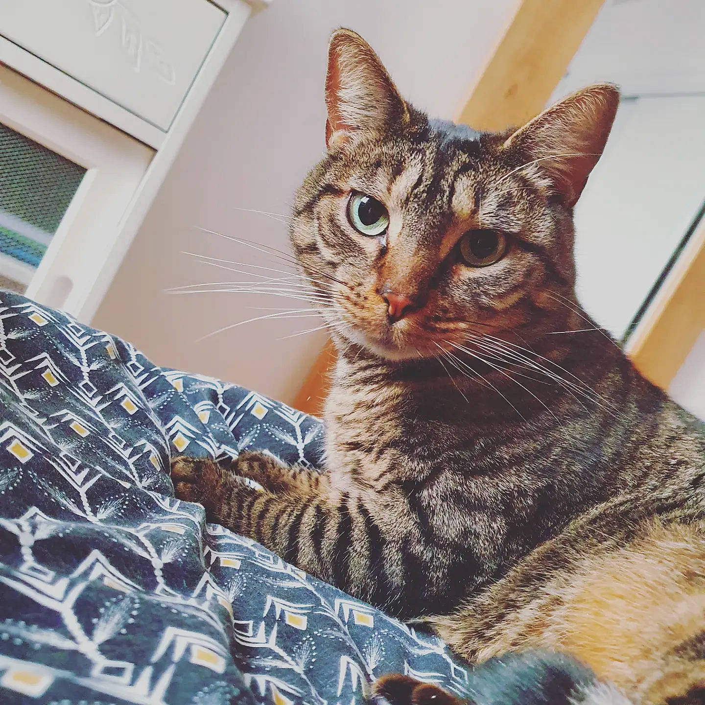 Pink participe au concours pour gagner de l'argent avec cette photo : carnivore, cat, cat_supply, claw, comfort, domestic_short_haired_cat, door, felidae, fur, light_switch, pattern, paw, sitting, small_to_medium_sized_cats, snout, tail, terrestrial_animal, wall_plate, whiskers, wildlife