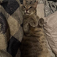 Pheobe joined the competition — help win amazing prizes! cat, tabby_cat, pet, feline, lying_down, paws_up, blanket, bedding, bed, indoor, cozy, relaxed, fur, whiskers, ears, sleepy, cute, animal, resting, domestic_animal