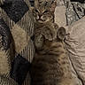 cat, tabby_cat, pet, feline, lying_down, paws_up, blanket, bedding, bed, indoor, cozy, relaxed, fur, whiskers, ears, sleepy, cute, animal, resting, domestic_animal