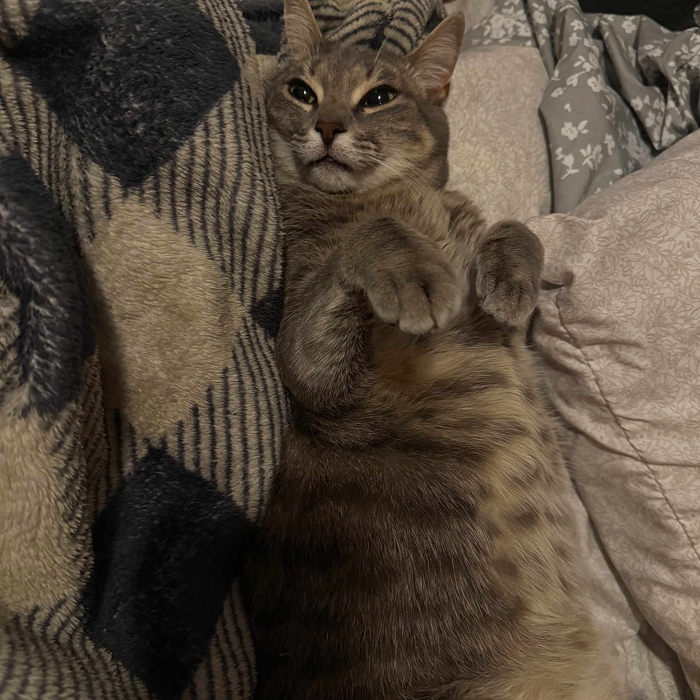 Pheobe