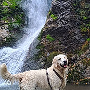 Uxo participe au concours pour gagner de l'argent avec cette photo : adventure, animal, canine, dog, exploration, forest, golden_retriever, happy, harness, landscape, moss, nature, outdoor, rocks, scenic, stream, tongue_out, water, waterfall, wet