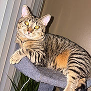 Bananas joined the competition — help win amazing prizes! animal, cat, cat_tree, cozy, cute, domestic_cat, ears, feline, fur, home_interior, indoor, paws, pet, plant, relaxed, resting, striped, tabby, whiskers, window_blinds