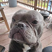 Buenchie joined the competition — help win amazing prizes! animal, black_nose, blurred_background, canine, close_up, companion, daylight, dog, domestic_animal, expression, face, french_bulldog, fur, outdoor, paw, pet, pet_portrait, porch, wooden_floor, wrinkles