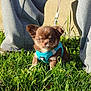 Blue a rejoint le concours — aidez-le/la à gagner de superbes lots ! puppy, dog, chihuahua, small_dog, brown_fur, blue_harness, leash, grass, outdoors, sunlight, sitting, cute, ears, eyes, nose, paws, human_leg, pants, shoes, backyard
