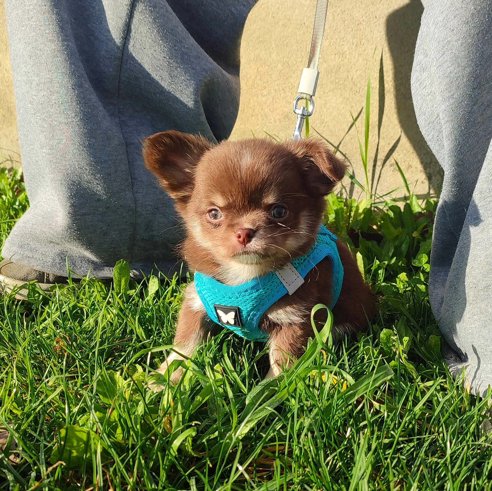 Blue a rejoint le concours — aidez-le/la à gagner de superbes lots ! puppy, dog, chihuahua, small_dog, brown_fur, blue_harness, leash, grass, outdoors, sunlight, sitting, cute, ears, eyes, nose, paws, human_leg, pants, shoes, backyard