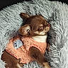 Blue a rejoint le concours — aidez-le/la à gagner de superbes lots ! adorable, animal, bed, brown, cozy, cute, dog, fluffy, furry, indoors, peaceful, pet, puppy, relaxed, rest, sleep, sleeping, small, soft, wearing_clothes