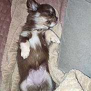 Blue a rejoint le concours — aidez-le/la à gagner de superbes lots ! puppy, dog, sleeping, blanket, towel, couch, sofa, paw, belly, fur, small_pet, pet, indoor, cozy, nap, closed_eyes, cute, brown_and_white, snout, pillow