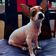 Adèle a rejoint le concours — aidez-le/la à gagner de superbes lots ! animal, black_nose, brown_fur, chair, companion, cushion, cute, dog, domestic_animal, ears, fur, indoor, looking_up, paw, pet, puppy, sitting, small_dog, snout, white_fur