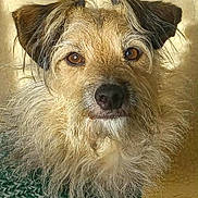 Pumba a rejoint le concours — aidez-le/la à gagner de superbes lots ! animal, beard, brown_eyes, closeup, cozy, cute, dog, ears, fluffy, fur, furry, indoor, knit_sweater, looking, mammal, pet, portrait, scruffy, snout, whiskers