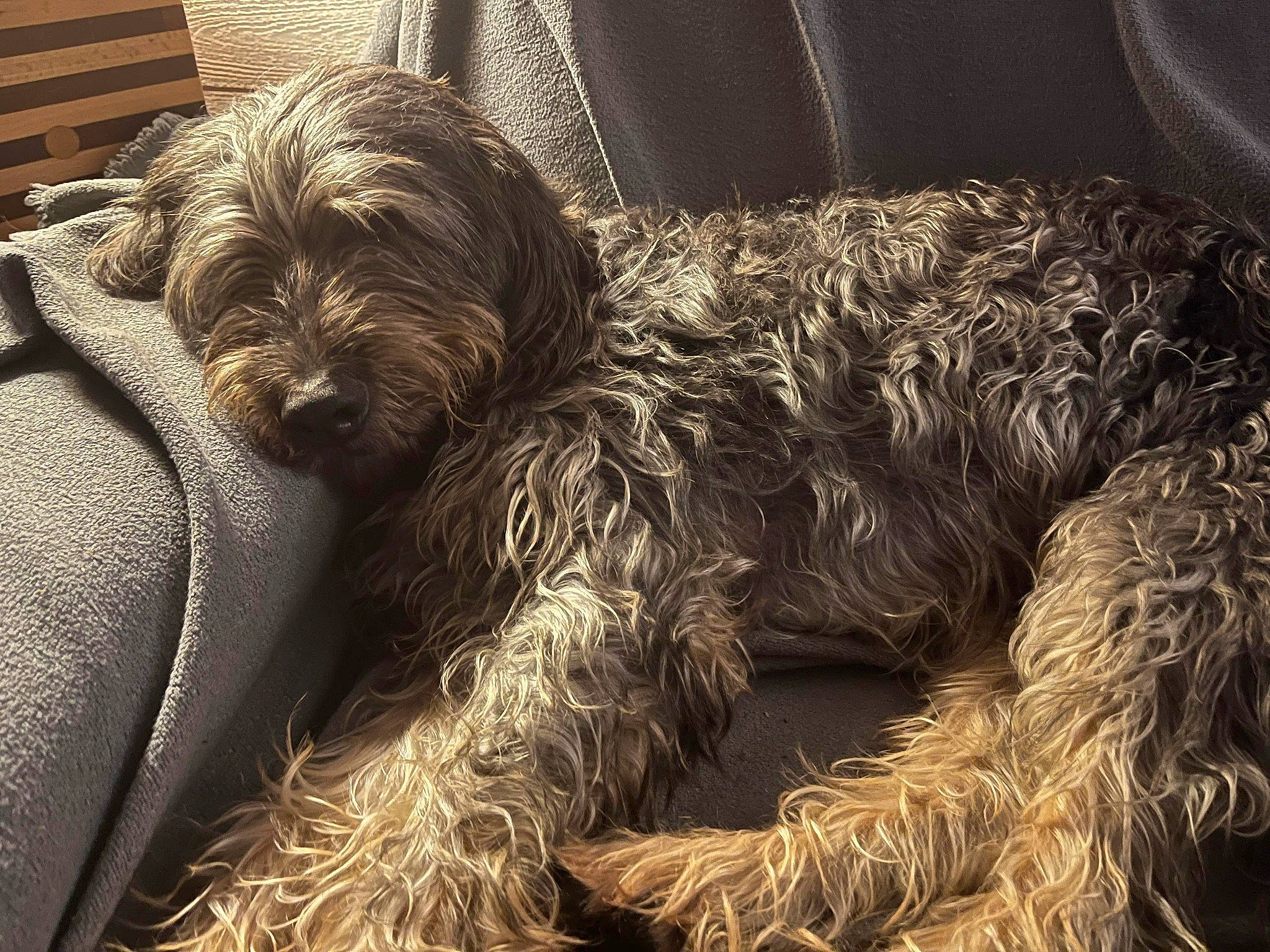 Melba a rejoint le concours — aidez-le/la à gagner de superbes lots ! canidae, carnivore, chair, comfort, companion_dog, dog, dog_breed, fur, liver, nap, poodle_crossbreed, small_terrier, snout, sporting_group, terrier, toy_dog, water_dog, working_animal, working_terrier, yorkipoo