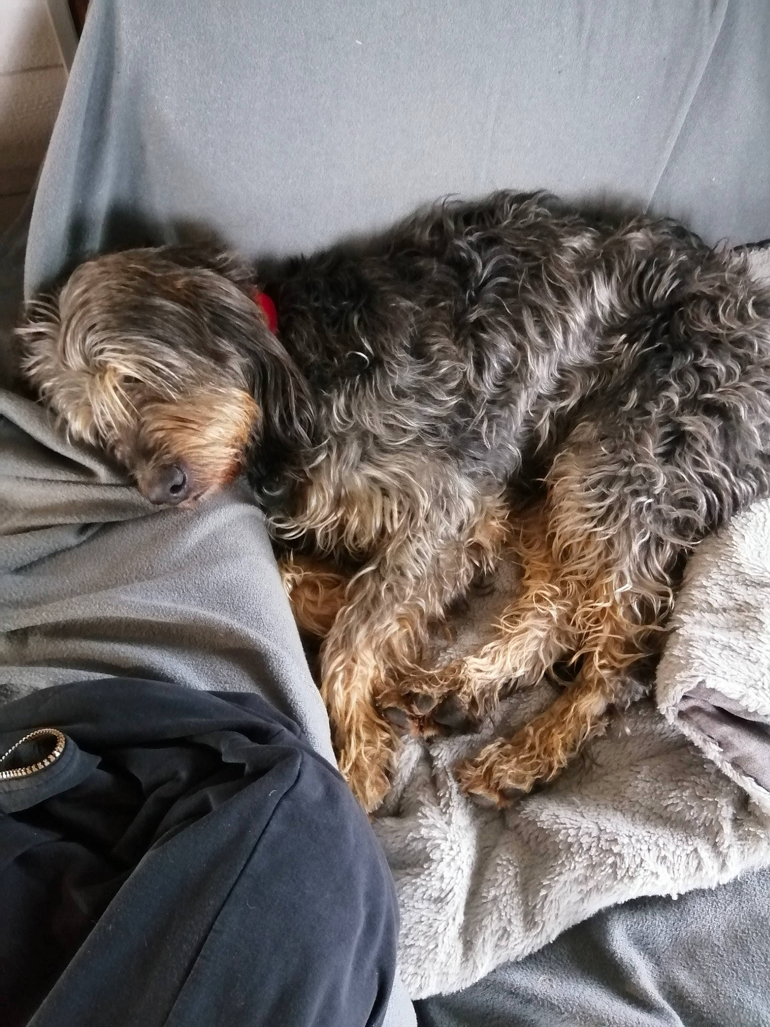 Melba participe au concours pour gagner de l'argent avec cette photo : canidae, carnivore, comfort, companion_dog, dog, dog_breed, dog_collar, ear, fur, liver, nap, sitting, sleep, snout, sporting_group, terrier, water_dog