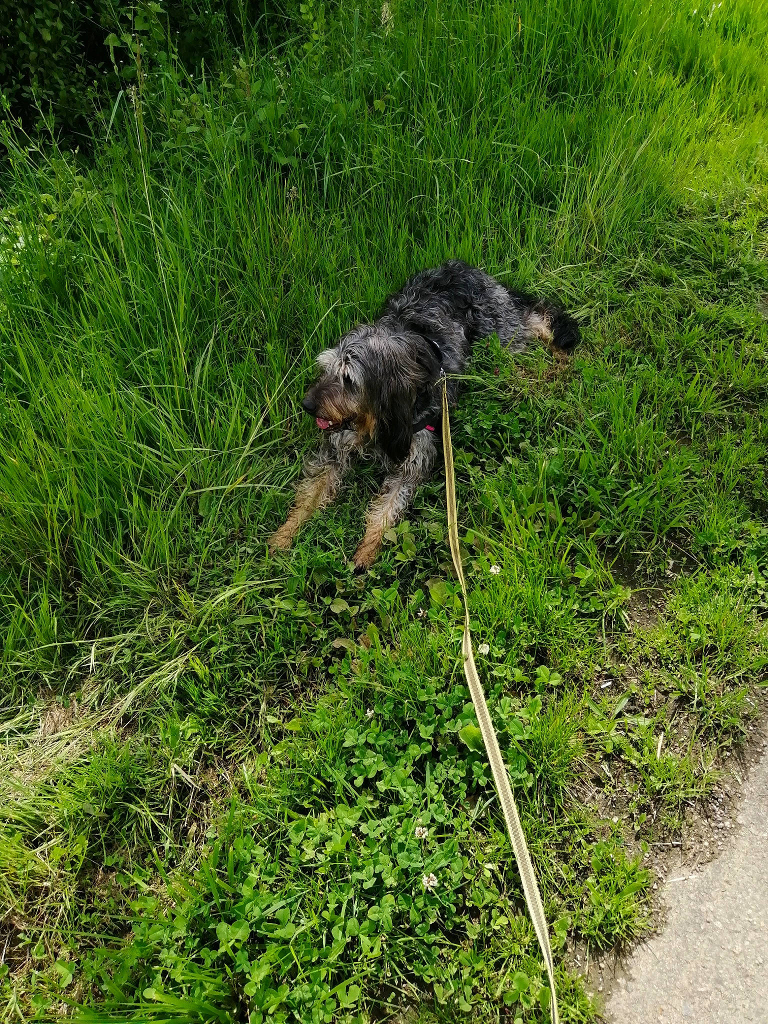 Melba participe au concours pour gagner de l'argent avec cette photo : canidae, carnivore, companion_dog, dog, dog_breed, felidae, garden_hose, grass, grass_family, groundcover, herb, hose, plant, shrub, soil, sporting_group, tail, terrestrial_animal, terrestrial_plant, water_dog