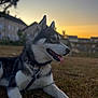 dog, husky, canine, pet, animal, outdoor, sunset, grass, leash, collar, tongue, ears, side_view, domestic_animal, nature, resting, mammal, cute, friendly, evening