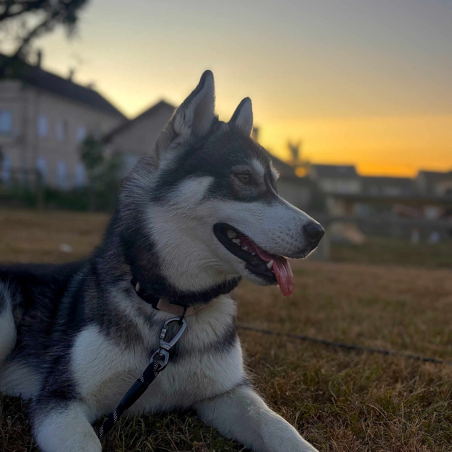 Vaïka participe au concours pour gagner de l'argent avec cette photo : animal, canine, collar, cute, dog, domestic_animal, ears, evening, friendly, grass, husky, leash, mammal, nature, outdoor, pet, resting, side_view, sunset, tongue